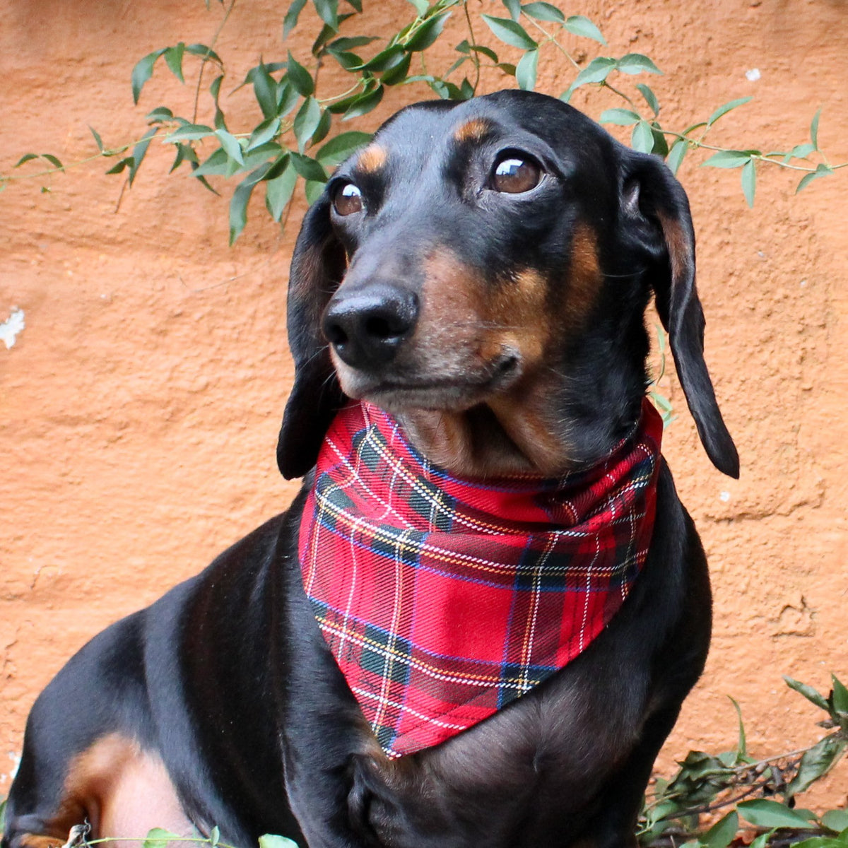 Red tartan dog best sale bandana